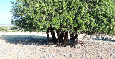 Land for sale in Fragokastello Photo 